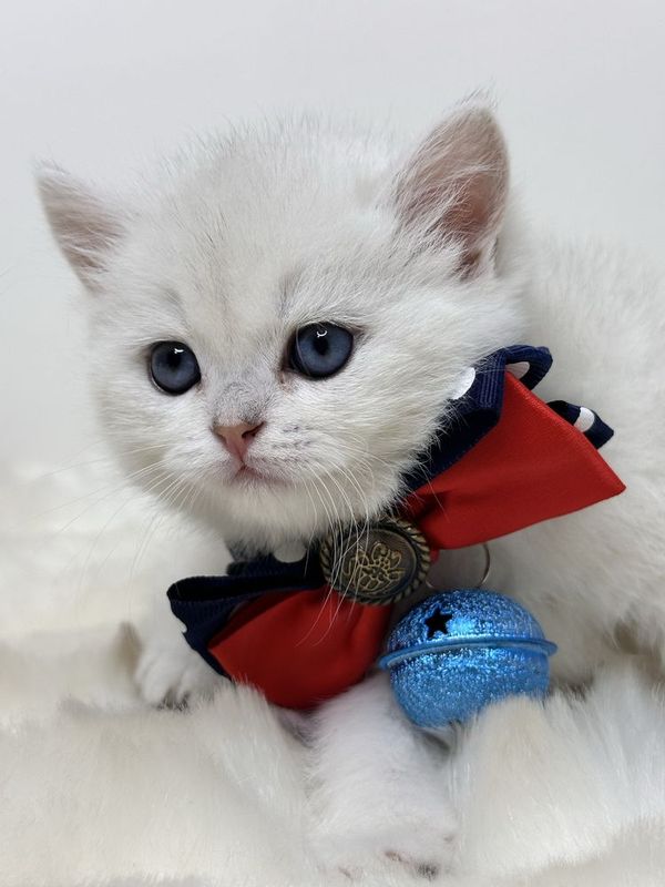 серебристые котята серебристые котята