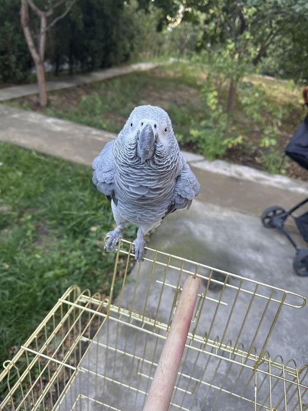 Jako 2 yosh teti Jako 2 yosh teti