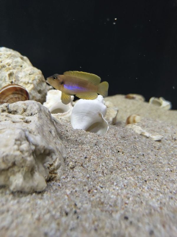 Tanganika. Ocellatus gold Tanganika. Ocellatus gold