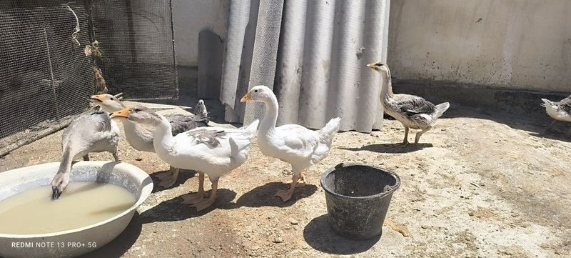 Ğozlar sotiladi narxi 220ming