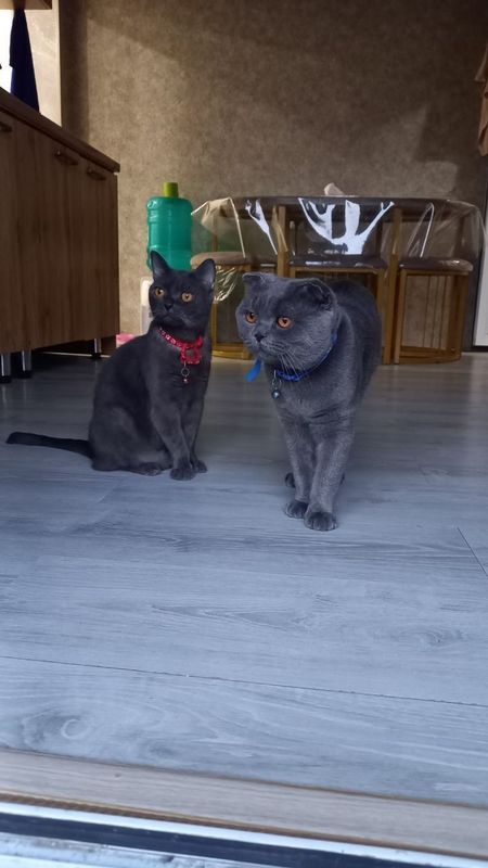 Продаётся, пара котов Продаётся, пара котов