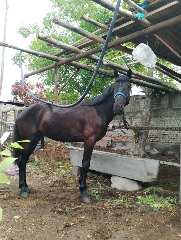Qora bayir zotli qora bayir Qora bayir zotli qora bayir