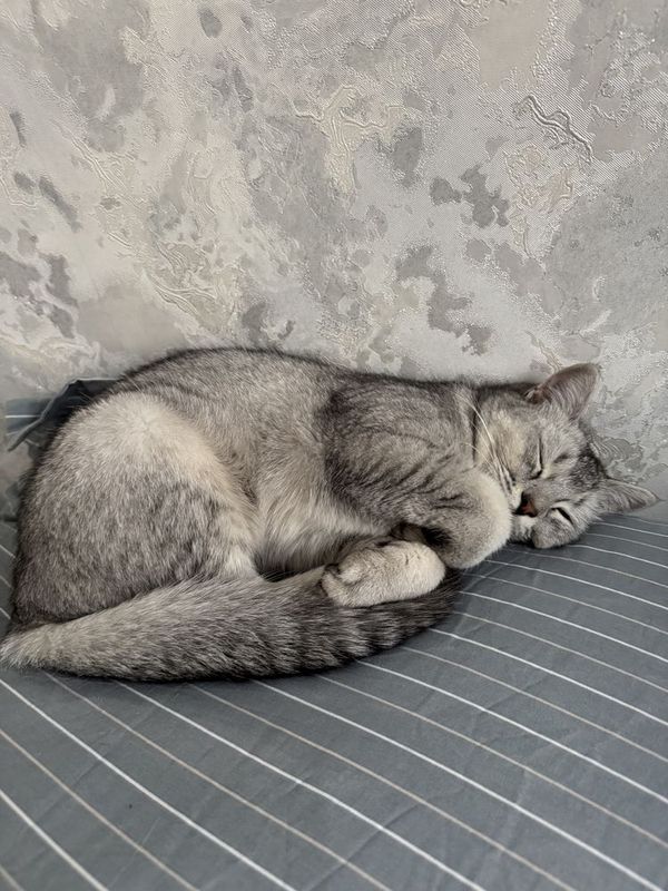 Скотиш старйт проадется Скотиш старйт проадется