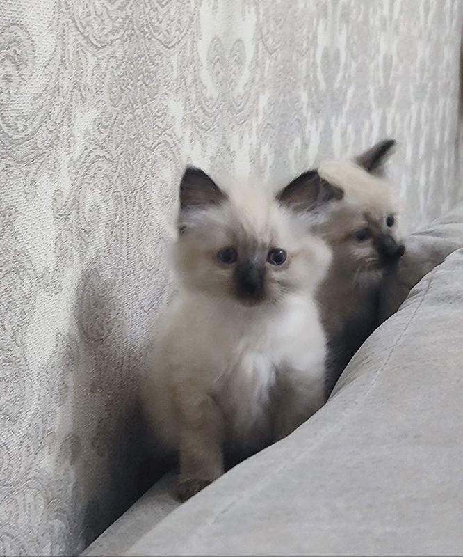 Сиамские красивые,умные котята.. Сиамские красивые,умные котята..