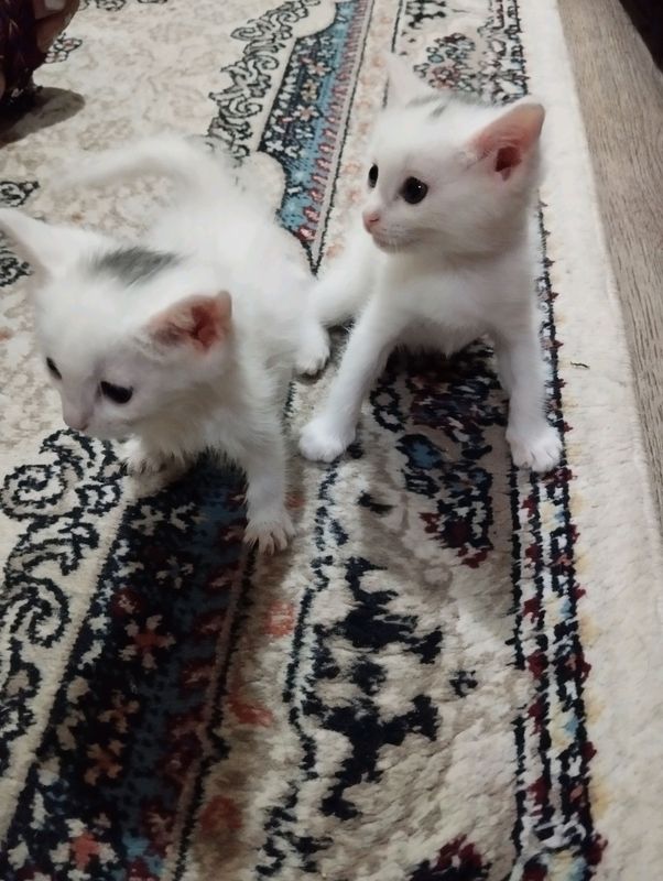 котята котята
