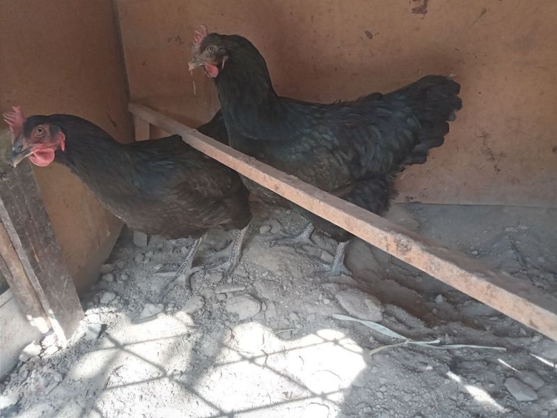 Qora shag'zoda toviqlar 2 dona sotiladi Qora shag'zoda toviqlar 2 dona sotiladi