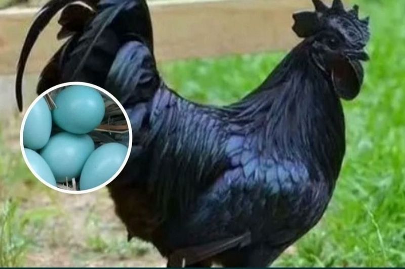 Uhoil horoz sotiladi Uhoil horoz sotiladi
