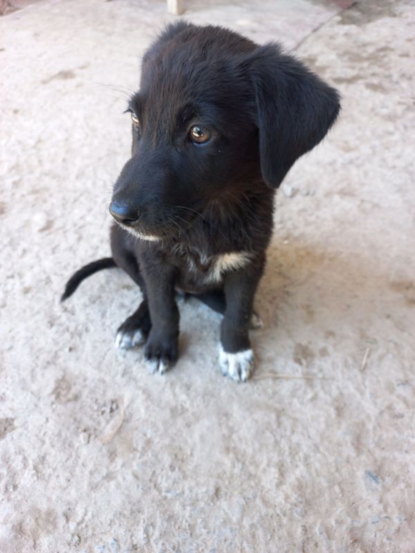 labrador qiz kuchuk 2 oylik labrador qiz kuchuk 2 oylik