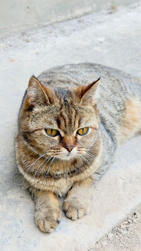 Продам Кошка Скоттиш страйт. Продам Кошка Скоттиш страйт.