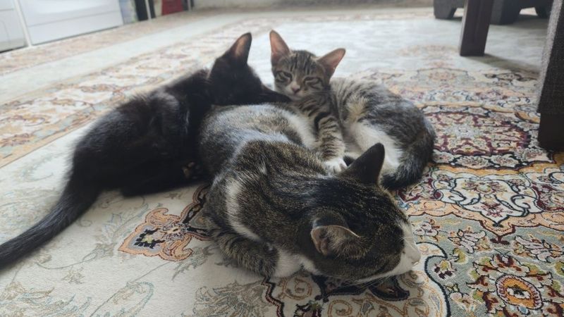 3 кошки на даром 3 кошки на даром