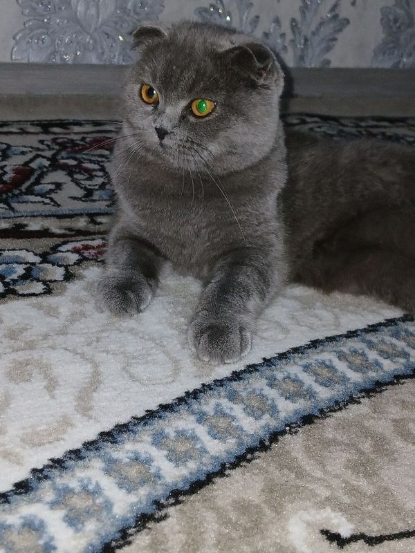 Кошка 7 месячная Кошка 7 месячная