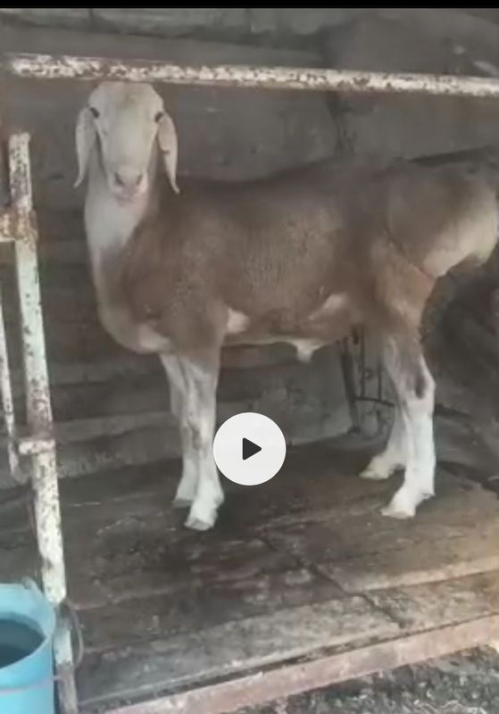 Assalomu alaykum qoʻchqor sotlad 2tiwga otvod narx 8yarm mnl kelwlnad Assalomu alaykum qoʻchqor sotlad 2tiwga otvod narx 8yarm mnl kelwlnad