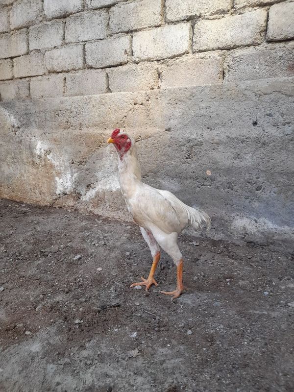 Oq dakan toza zot Oq dakan toza zot