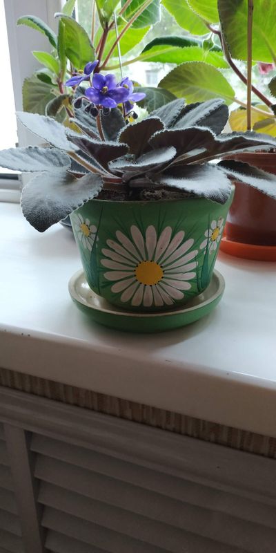 Продам фиалку в красивом горшочке