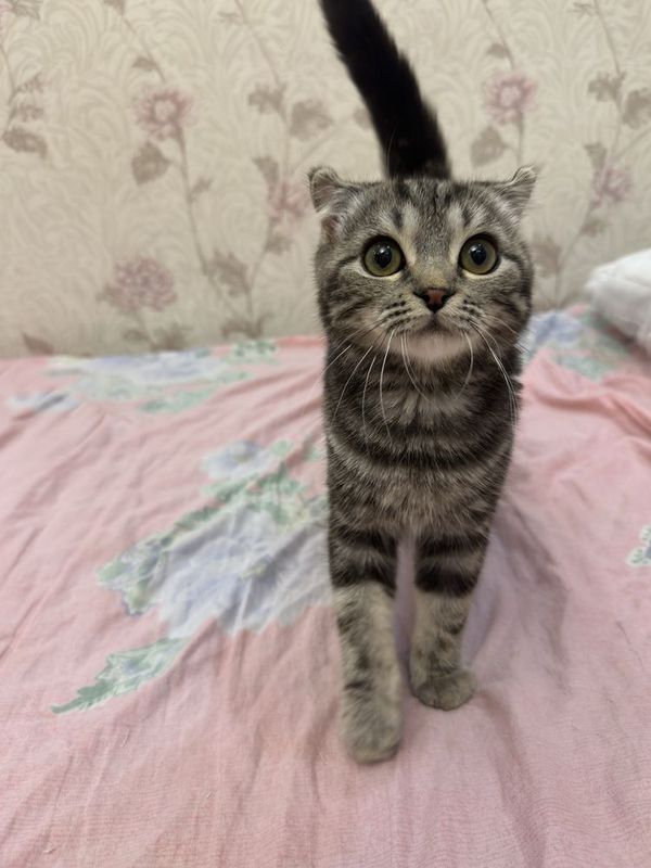 Scottish Fold mushukcha sotiladi! Scottish Fold mushukcha sotiladi!