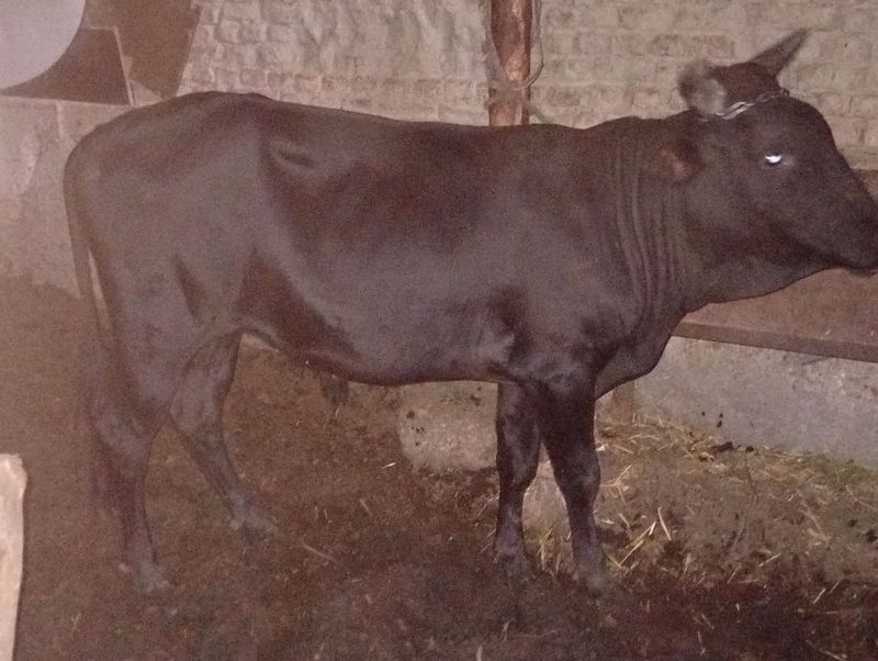Buqalar sotiladi tez va arzon boʻlgan buxoro madaniyat ro