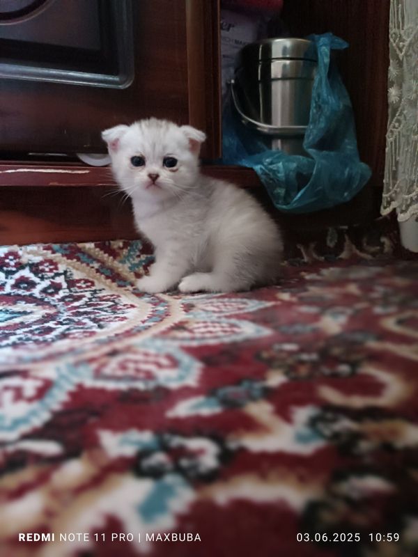 Muwuk bolalari winwila Muwuk bolalari winwila
