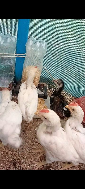 2 oylik juja sotidi 2 oylik juja sotidi