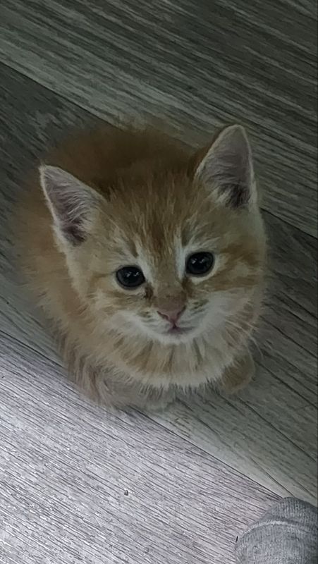 Рыжий котенок от сибирской кошки. . 1 мес. Рыжий котенок от сибирской кошки. . 1 мес.