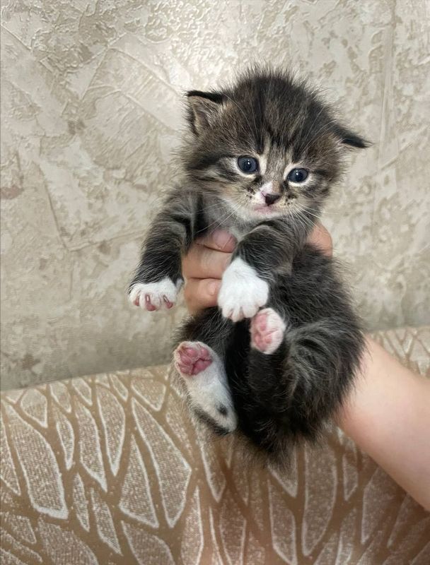 Продаются котята Продаются котята
