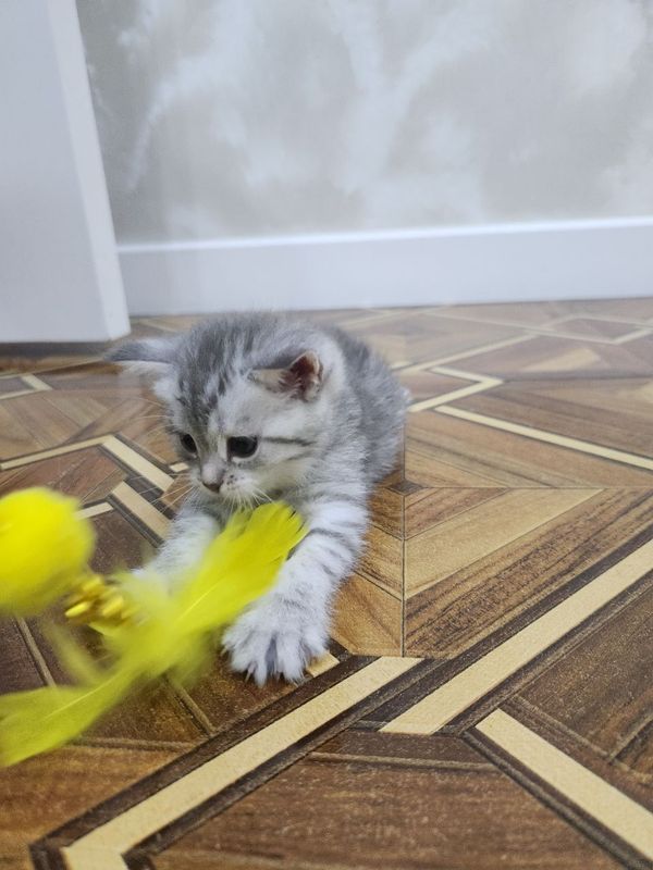 Игривые котятки на продаже Игривые котятки на продаже