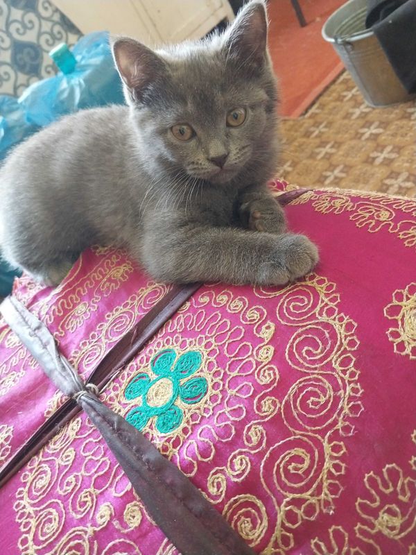 породистый котёнок британка породистый котёнок британка