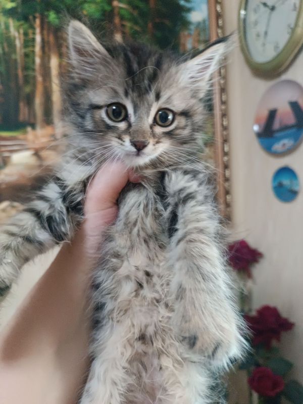 Сибирский котёнок! Сибирский котёнок!