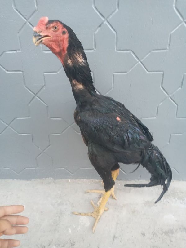 Shamo kaltaklari yamo
