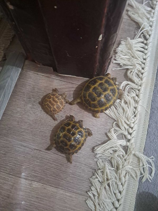 Toshbaqa черепаха Toshbaqa черепаха