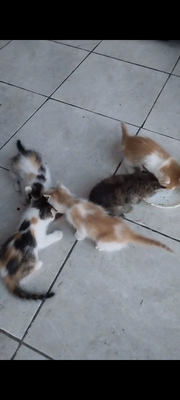 Zotli mushuk bolalari boqadigan odamga beriladi bepul Zotli mushuk bolalari boqadigan odamga beriladi bepul