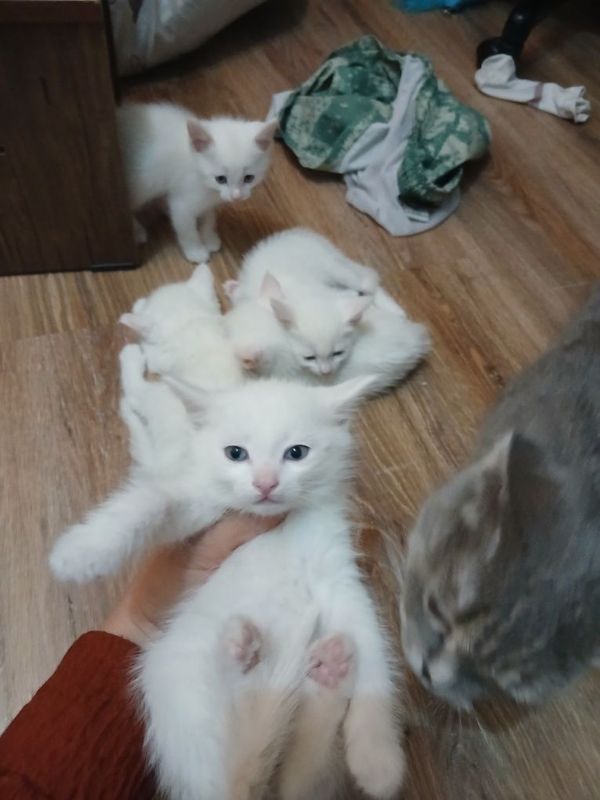 Срочно продаются котята Срочно продаются котята