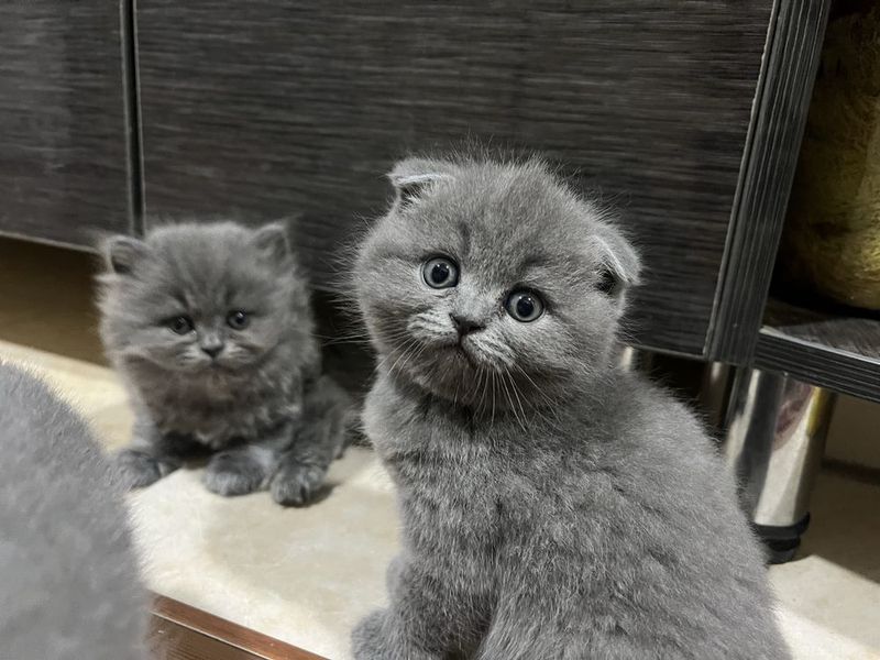 сотилади 45кунлик киз бола мушук скоттиш фолд сотилади 45кунлик киз бола мушук скоттиш фолд