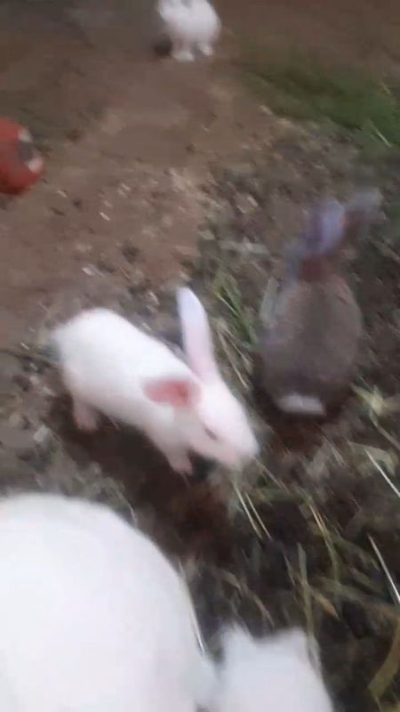 Quyon bollari sotiladi Quyon bollari sotiladi