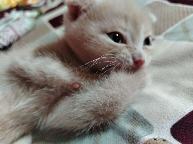 Mushuk sotiladi. Mushuk sotiladi.