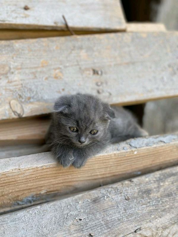 Шотландский мушук Шотландский мушук