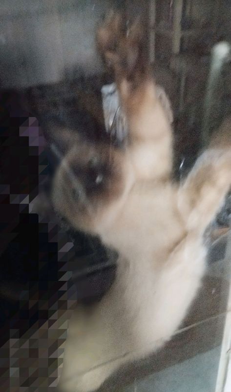 Сиямский котенок