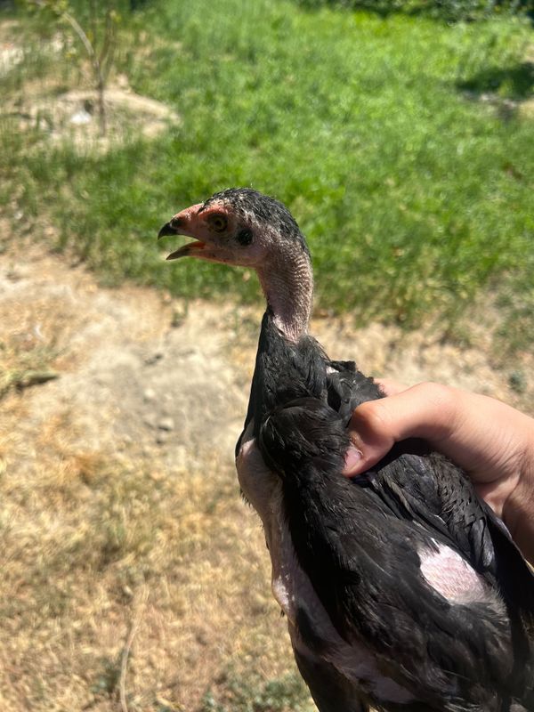 Dakan joja 3,5 oylik zoti zur Dakan joja 3,5 oylik zoti zur