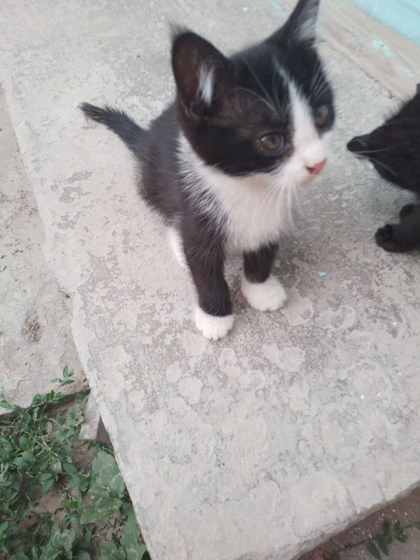 Отдам котят в добрые руки Отдам котят в добрые руки