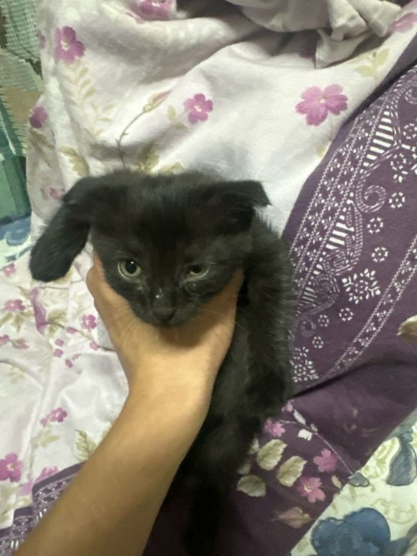 Отдам котят в хорошие руки из за срочного переезда Отдам котят в хорошие руки из за срочного переезда