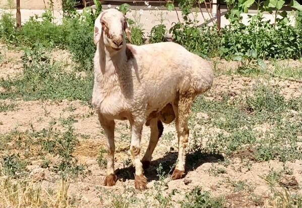 Qoylar sotiladi qurbonlikka Qoylar sotiladi qurbonlikka