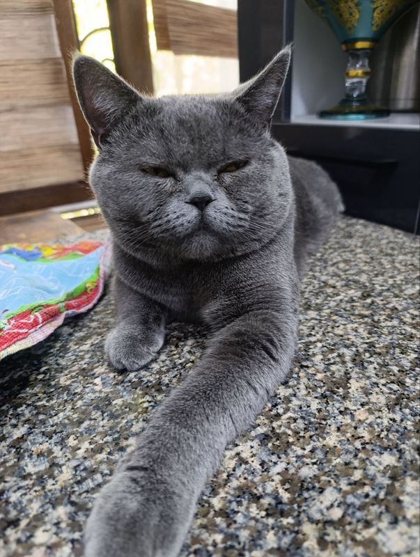 Вязка кота , опытный,2года развязан! Вязка кота , опытный,2года развязан!