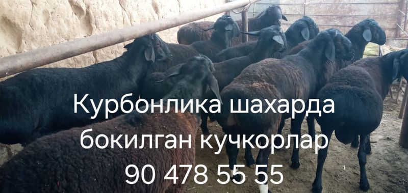 Курбонлика шахарда бокилган кучкорлар Курбонлика шахарда бокилган кучкорлар