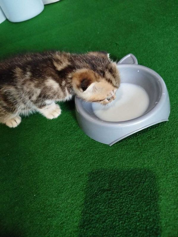 Породистый котёнок Породистый котёнок