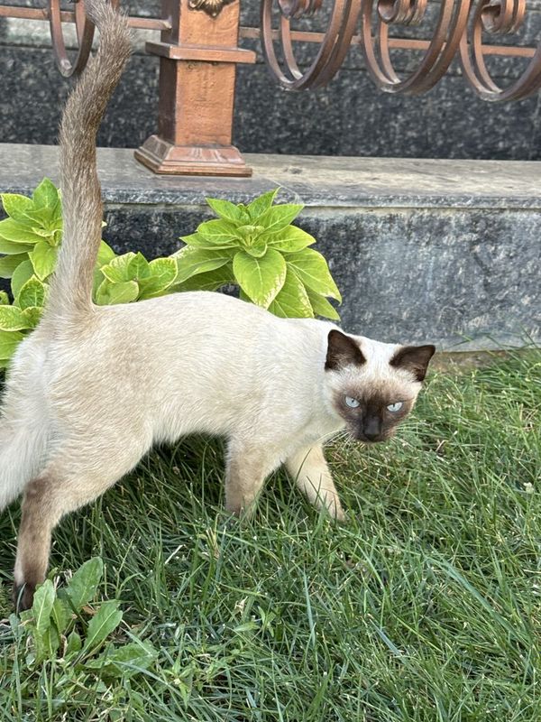 Сиамская кошка самка