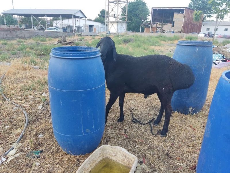 Qoʻchqarla sotilati sfati alo jivoy ves tortiberamiz 1 kg 70000 som Qoʻchqarla sotilati sfati alo jivoy ves tortiberamiz 1 kg 70000 som
