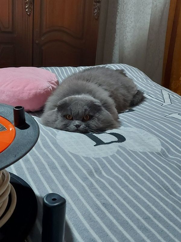 Кот не продаётся. Кот не продаётся.