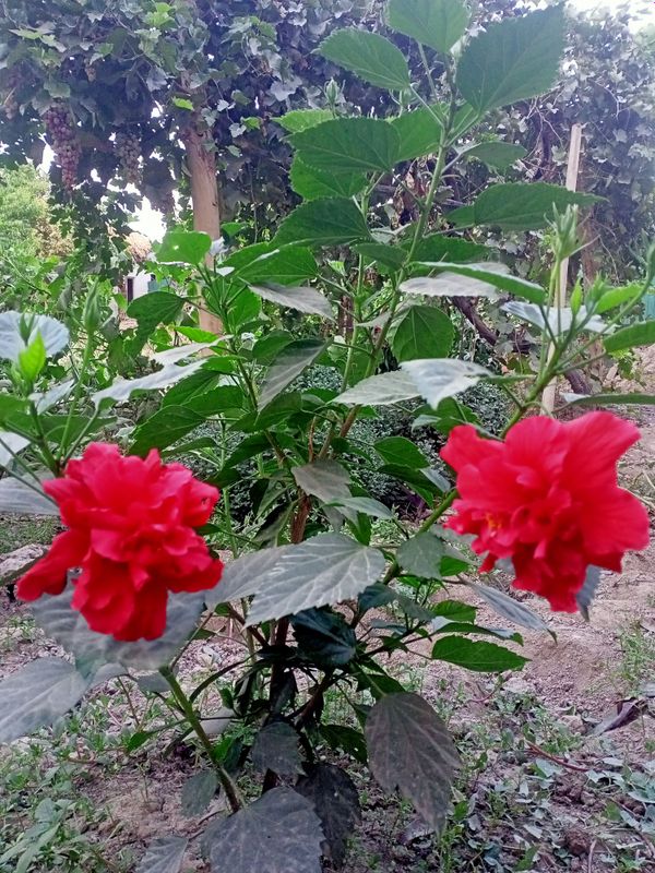 Xona atorguli