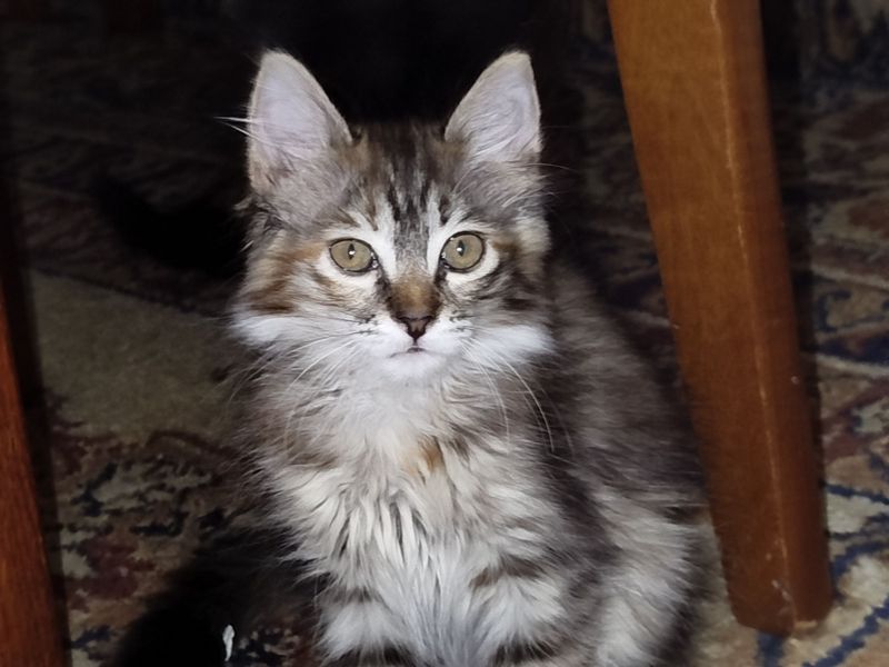 Милый котенок девочка 2.5 месяца Милый котенок девочка 2.5 месяца