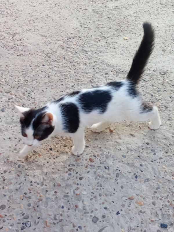 Отдам котят бесплатно Отдам котят бесплатно
