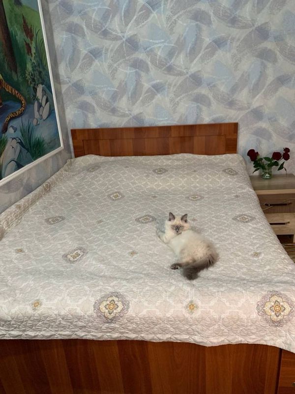 Спальный кроват , полуторка Спальный кроват , полуторка